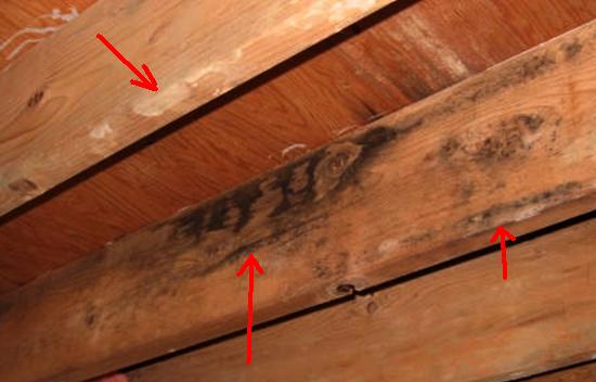 Mold On Long Island Long Island Home Inspection